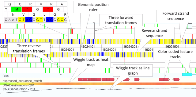 Gene structure track (click to enlarge)